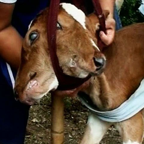 O viţeluşă cu două capete s-a născut la o fermă din Columbia