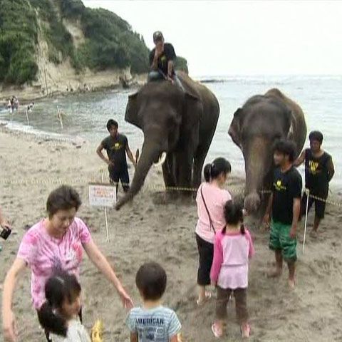 Doi elefanţi de la o grădină zoologică din Japonia s-au scăldat în mare 