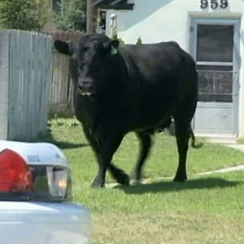 Un taur s-a plimbat nestingherit pe străzile unui orăşel din Idaho, SUA 