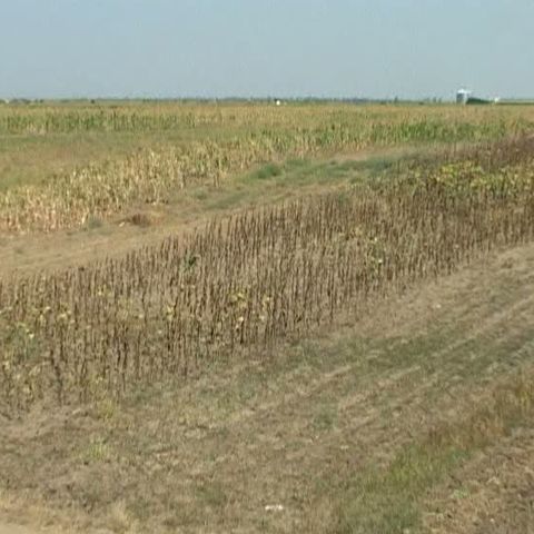 Oamenii din Drâmbar, judeţul Alba, se tem că vor rămâne fără culturi 