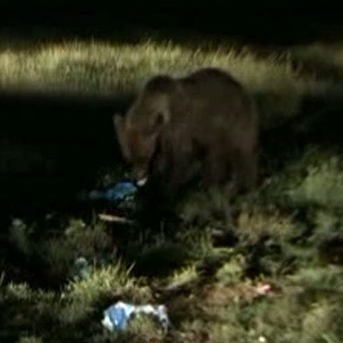 Opt urşi şi-au făcut apariţia, vineri noapte, printre corturile de pe Valea Cerbului
