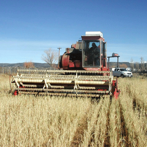 Există pericolul ca în România să fie anul acesta secetă agricolă