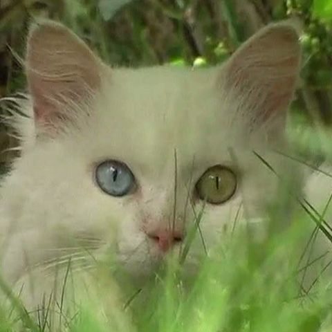 O pisică, singurul supravieţuitor al alunecărilor de teren din Germania 