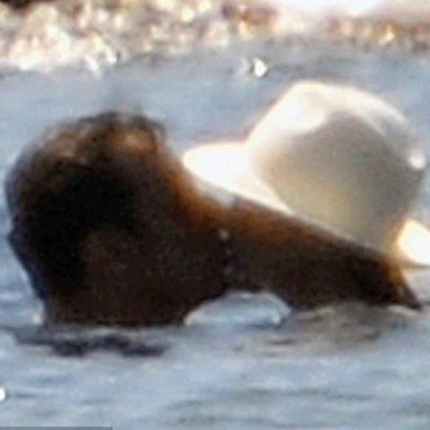 Nicolas Sarkozy şi Carla Bruni se sărută cu pasiune în Marea Mediterană - VEZI FOTO