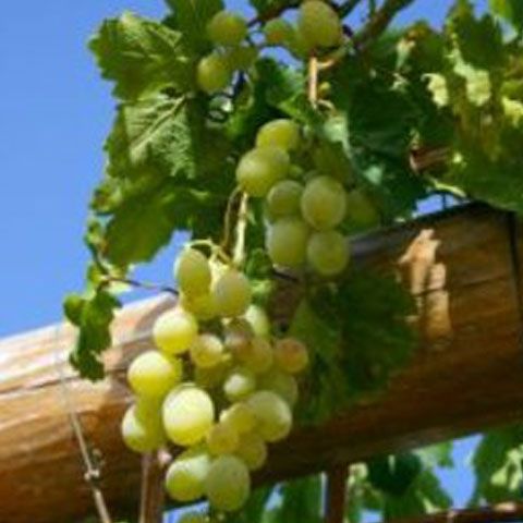 Criza determină spaniolii să meargă să culeagă struguri în Franţa