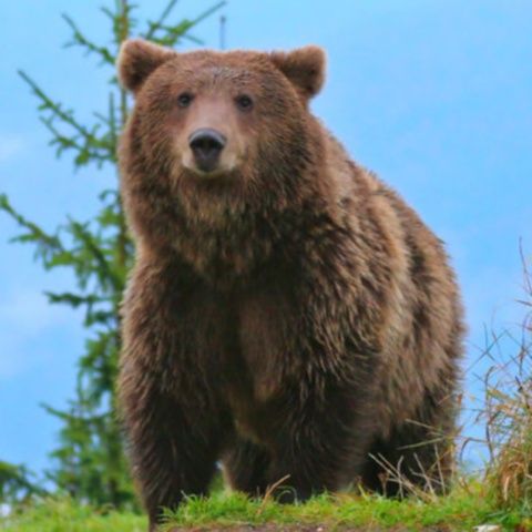 Un turist ceh a fost atacat de un urs pe Valea Caraiman