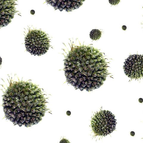 Sistemul imunitar al oamenilor protejează celulele canceroase, potrivit unui studiu