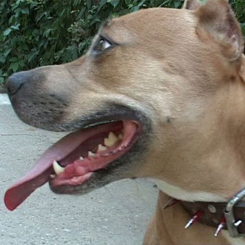 Două fetiţe din Galaţi au ajuns la spital după ce au fost muşcate de un pitbull