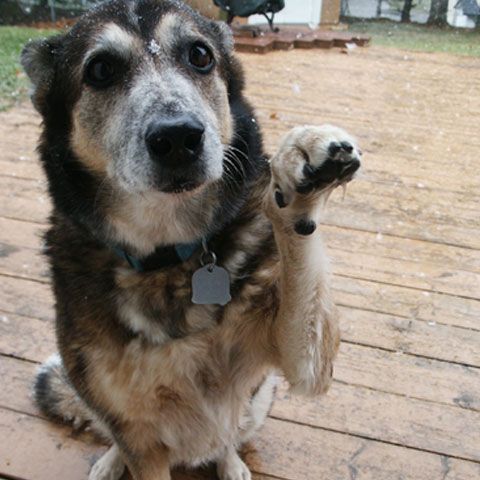 Telespectatorii Realitatea TV au fost avertizaţi asupra cutremurului de animalele lor