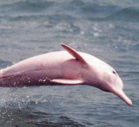 Pescarii atacă delfinii din Amazon pentru că aduc ghinion