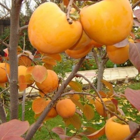 La Staţiunea de Cercetare Pomicolă din Cluj nu s-au mai plătit salariile întregi de cinci luni