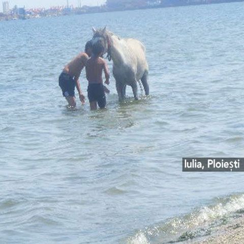 Calul, ultimul accesoriu pe plajă