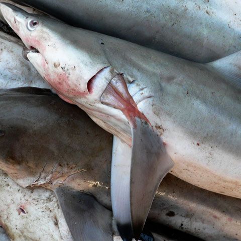 Peste o treime din totalul speciilor de rechini din mările lumii sunt pe cale de dispariţie