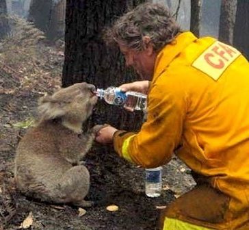 Sam, celebrul koala salvat din incendiile australiene, a murit
