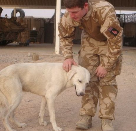 Câinele erou din Irak, forţat de autorităţile britanice să rămână acolo