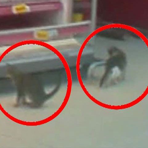 Kaufland: Cele două pisici se aflau "în afara orelor de program". Cum comentaţi?