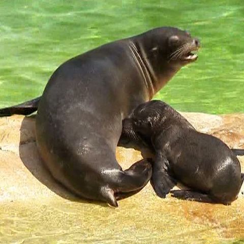 Un leu de mare este noua atracţie a grădinii zoologice din Berlin 