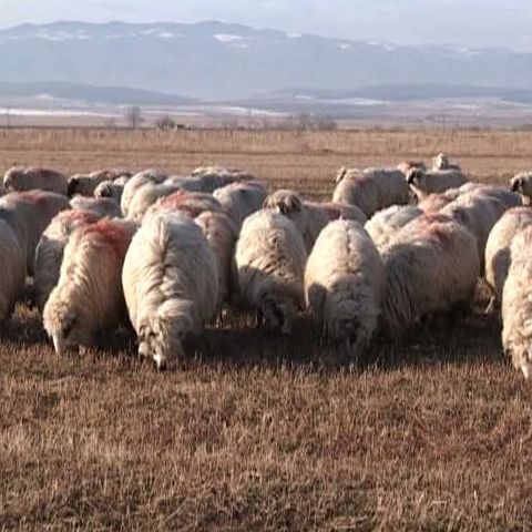 Ciobanii sibieni ameninţă că vor ieşi în stradă dacă nu primesc crotali