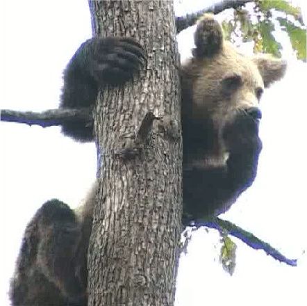 Baloo, ursul crescut într-o casă din Pantelimon, are probleme de sănătate