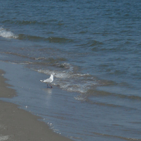Ministerul Tineretului a deschis o anchetă la tabăra unde erau cazaţi cei doi copii înecaţi