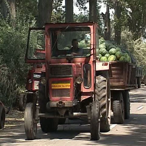 Inflaţie de pepeni la Dăbuleni