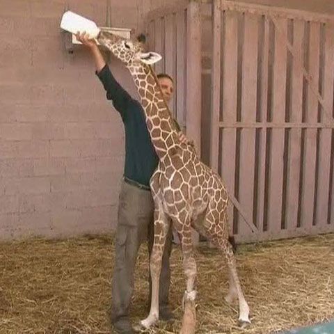 Parcul safari din Ramat Gan şi-a prezentat cel mai tânăr locatar: un pui de girafă