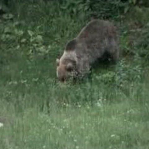 Urşii nu renunţă la bunătăţile turiştilor, chiar dacă în păduri au fost puse bariere de hrană