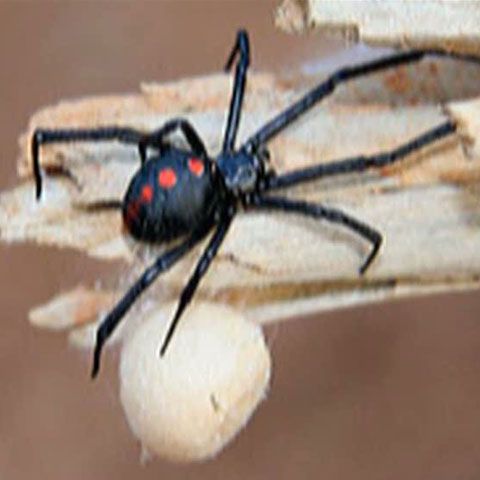 O femeie din Constanţa a ajuns la spital, muşcată de un păianjen veninos