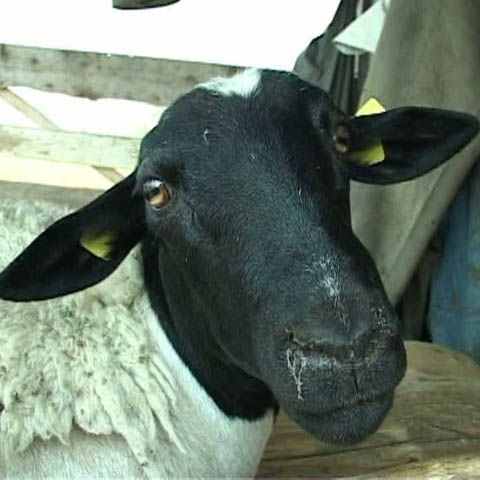 Un oier din Sibiu doreşte să înlocuiască ţurcanele cu oi africane, mai bune la gust