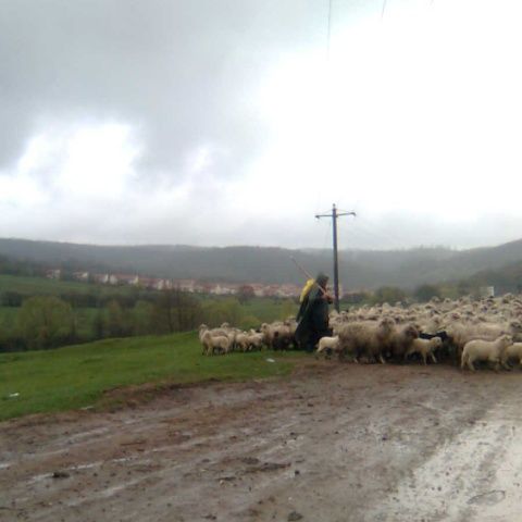 GfK: Românii aleg viaţa la ţară 