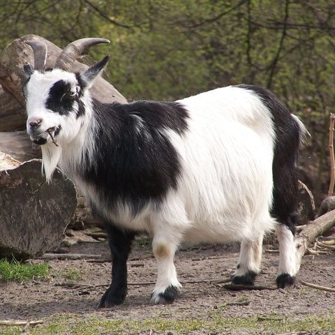 Hoţi de animale din Iaşi şi Vaslui, prinşi cu ajutorul serviciilor de informaţii