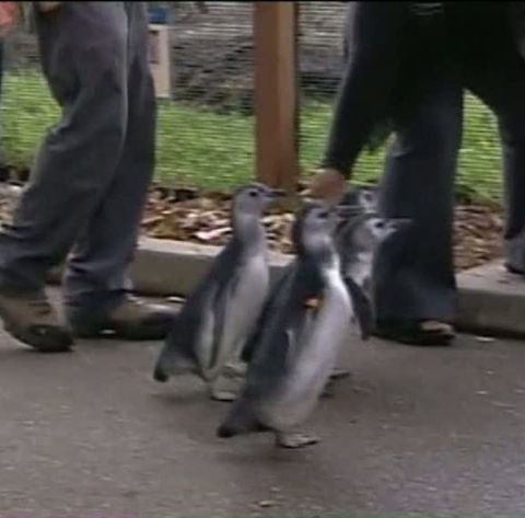 Patru pui s-au alăturat familiei de pinguini la zoo din San Francisco 