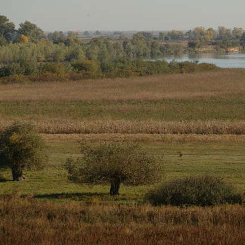 În Parcul Natural Lunca Mureşului s-a înfiinţat o fermă de furnici pentru atragerea turiştilor