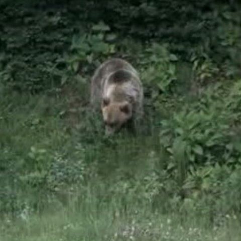 Doi francezi, soţ şi soţie, au fost atacaţi de o ursoaică cu doi pui 
