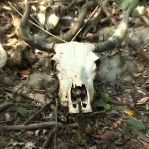 Rămăşiţele a zeci de animale au fost descoperite într-o livadă din Filipeni 