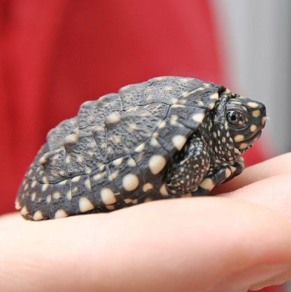 Douăsprezece broscuţe ţestoase încearcă să îşi salveze specia de la dispariţie