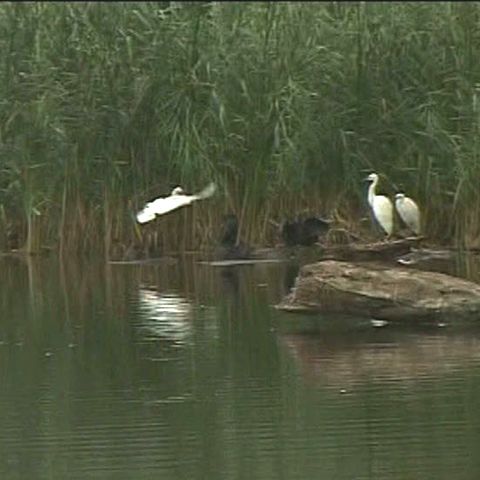 Micul sat pescăresc Baziaş este poarta de intrare a fluviului Dunărea în România 