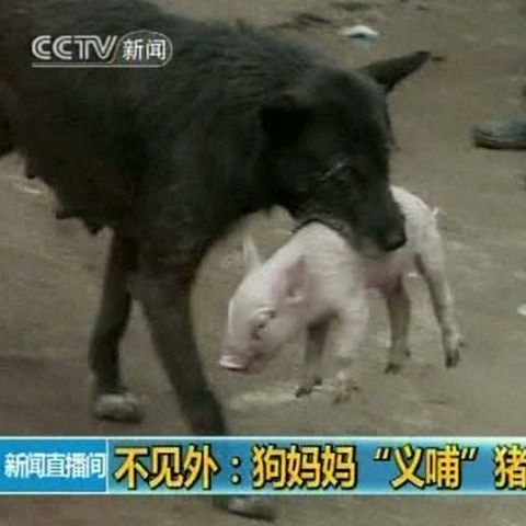 O căţeluşă din China a adoptat un purceluş, pe care l-a şi alăptat