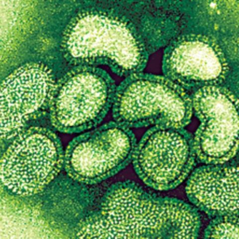 Alte şase noi cazuri de gripă porcină în România ridică numărul total la 262 de pacienţi