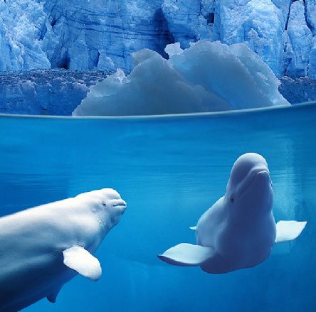 Temperaturi record ale oceanelor din întreaga lume