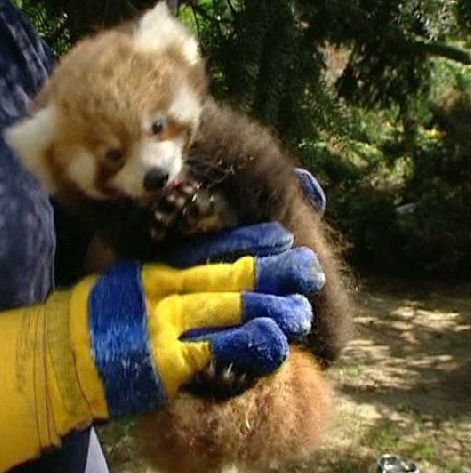 Un ursuleţ de panda roşu şi-a făcut apariţia în Polonia