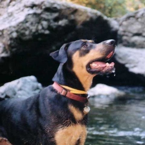 Un poliţist comunitar a fost muşcat de mână la ridicarea maşinilor abandonate în sectorul 2