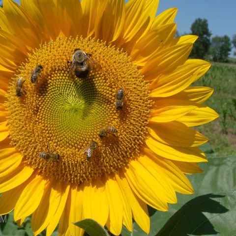 Ne aşteaptă o nouă zi de vară domoală, ca de final de sezon fierbinte  