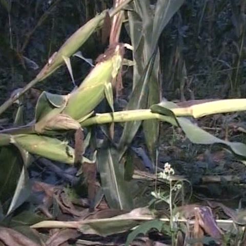 La Căianu, în judeţul Cluj, mistreţii fac ravagii prin lanurile de porumb 