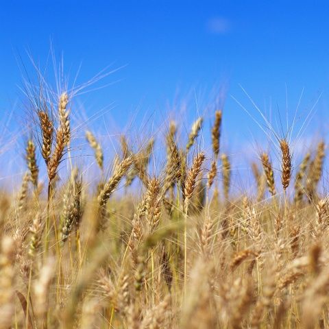 Producţia estimată de grâu ecologic a scăzut, în 2009, cu 18%, la 74.000 tone