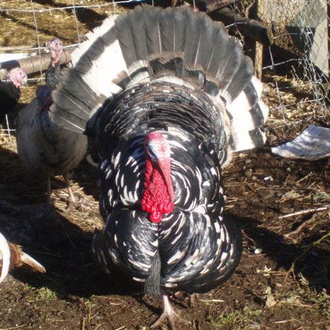 Gripa porcină a trecut la păsări!