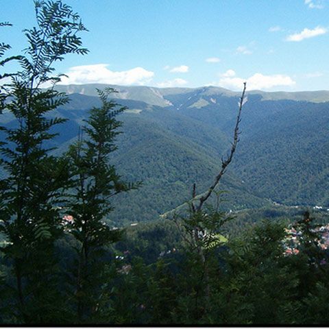 Doi turişti şi-au petrecut noaptea în copac, lângă Gura Humorului