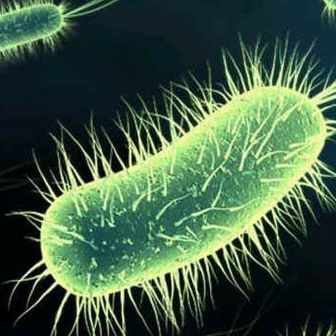 Cercetătorii americani susţin că vor crea viaţă artificială în laborator