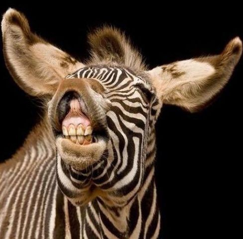 De la afine la zebre: Enciclopedia Vieţii a ajuns la 170.000 de descrieri ale speciilor de plante şi animale