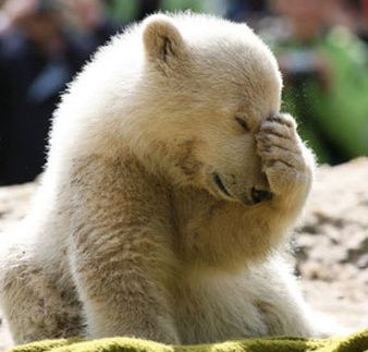 Urşii polari se micşorează din cauza stresului